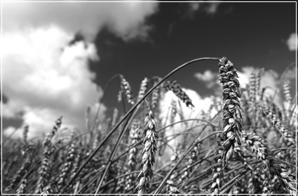 A field of wheat representing the Village Foundations agriculture projects